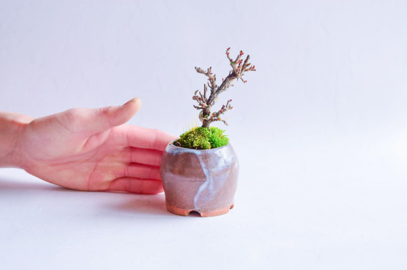 ❁蕾たくさん❁ときなりさん  ベニシタン　ミニ盆栽　自作鉢 2枚目の画像