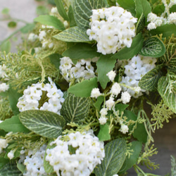 再販【Creema限定】爽やか1年中飾れる 白い小花が可愛いグリーンリース♪_30センチ 2枚目の画像