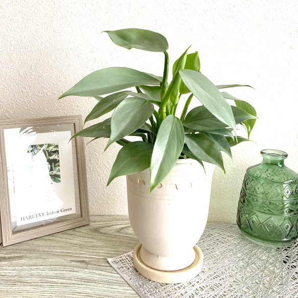 フィロデンドロン・シルバーメタル　観葉植物　お洒落なインテリアグリーン 2枚目の画像