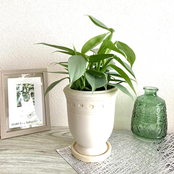 フィロデンドロン・シルバーメタル　観葉植物　お洒落なインテリアグリーン 4枚目の画像