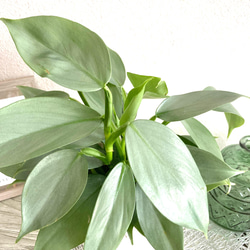 フィロデンドロン・シルバーメタル　観葉植物　お洒落なインテリアグリーン 3枚目の画像