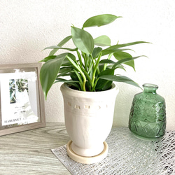 フィロデンドロン・シルバーメタル　観葉植物　お洒落なインテリアグリーン 5枚目の画像