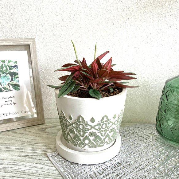 ペペロミア・ロッソ　観葉植物　お洒落なインテリアグリーン 3枚目の画像