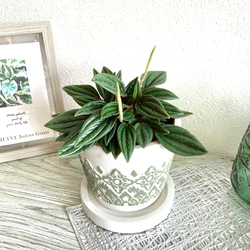 ペペロミア・ロッソ　観葉植物　お洒落なインテリアグリーン 2枚目の画像