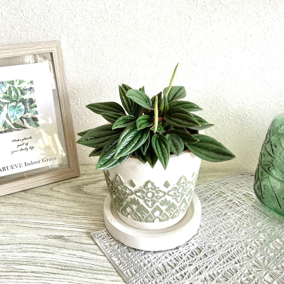 ペペロミア・ロッソ　観葉植物　お洒落なインテリアグリーン 1枚目の画像