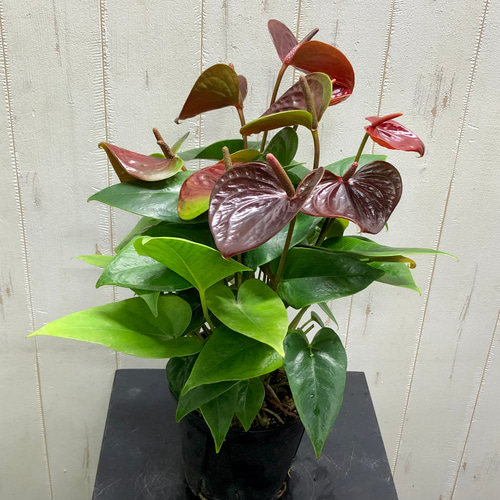 【大迫力！花（苞）が約13cmもある大型の大人ブラウン】アンスリウム センプレ チョコ色 花数多め アンスリウム センプレ その他インテリア雑貨