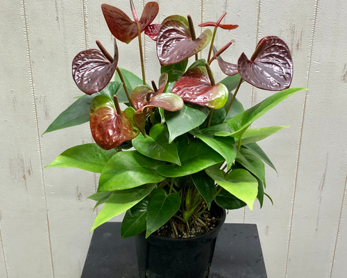 6408e766601bf0f878c2ee5250d81a