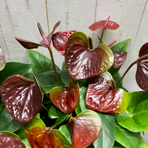 チョコ色 花数多め アンスリウム センプレ その他インテリア雑貨