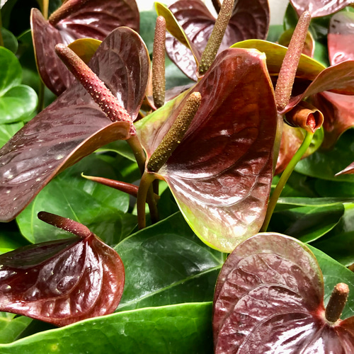 チョコ色 花数多め アンスリウム センプレ その他インテリア雑貨