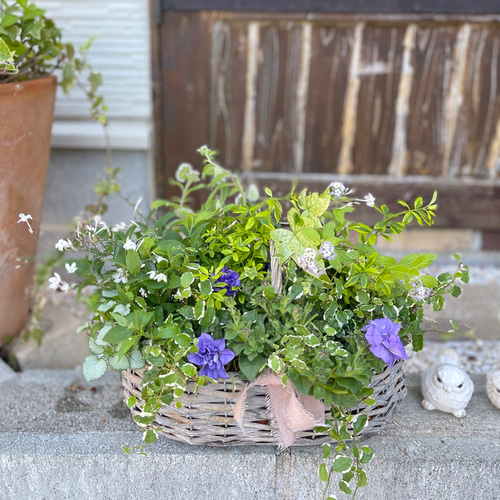 母の日 ブリコラージュフラワー（M） ☆人気寄せ植え☆ 生花