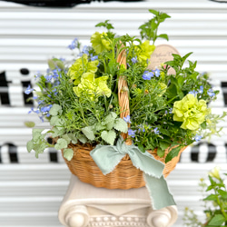 フラワー・ガーデニング ZEROjr 母の日 ブリコラージュフラワー（M） ☆人気寄せ植え☆ 生花