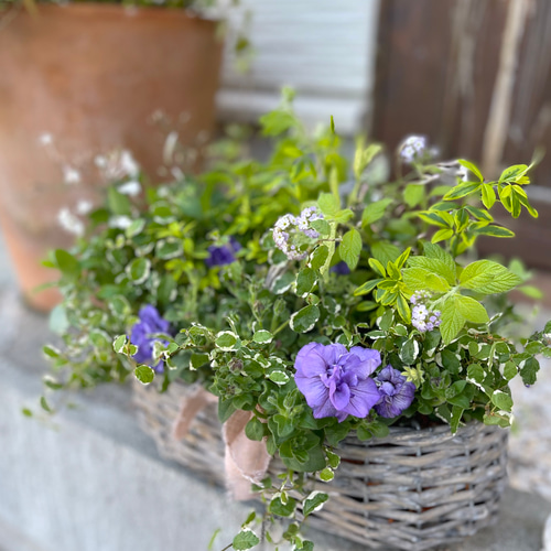 母の日 ブリコラージュフラワー（M） ☆人気寄せ植え☆ 生花