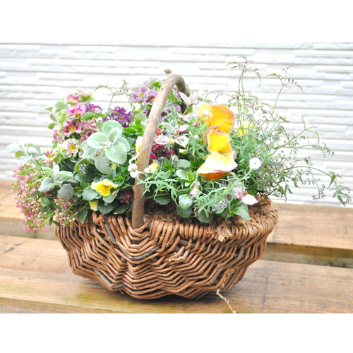 母の日 ブリコラージュフラワー（M） ☆人気寄せ植え☆ 生花