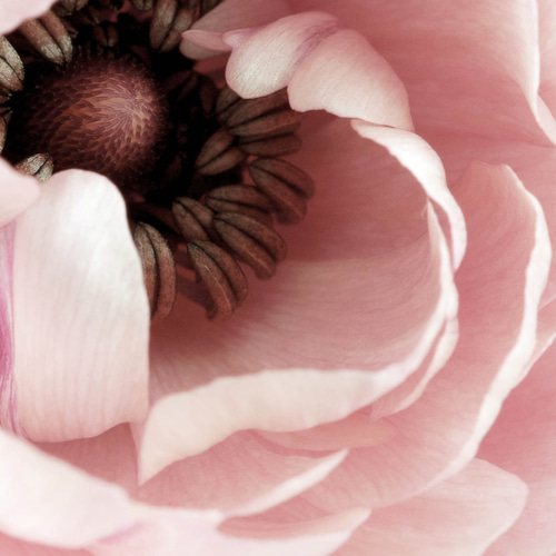 エレガント 香水アート フローラル ピンク インテリアポスター 海外