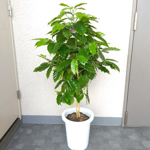 超特大植木鉢 ビックサイズ 観葉植物 庭木 植え替え引取か別途