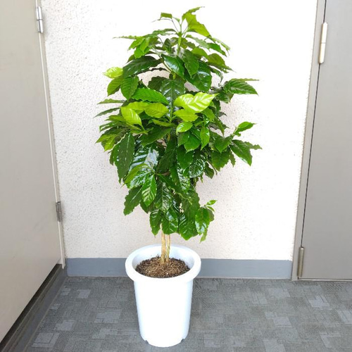 【クリスマスSALE】コーヒーの木・8号鉢・クリスマスプレゼントに最適 コーヒーの木 8号 陶器鉢 通販 販売｜観葉植物のブルーミングスケープ