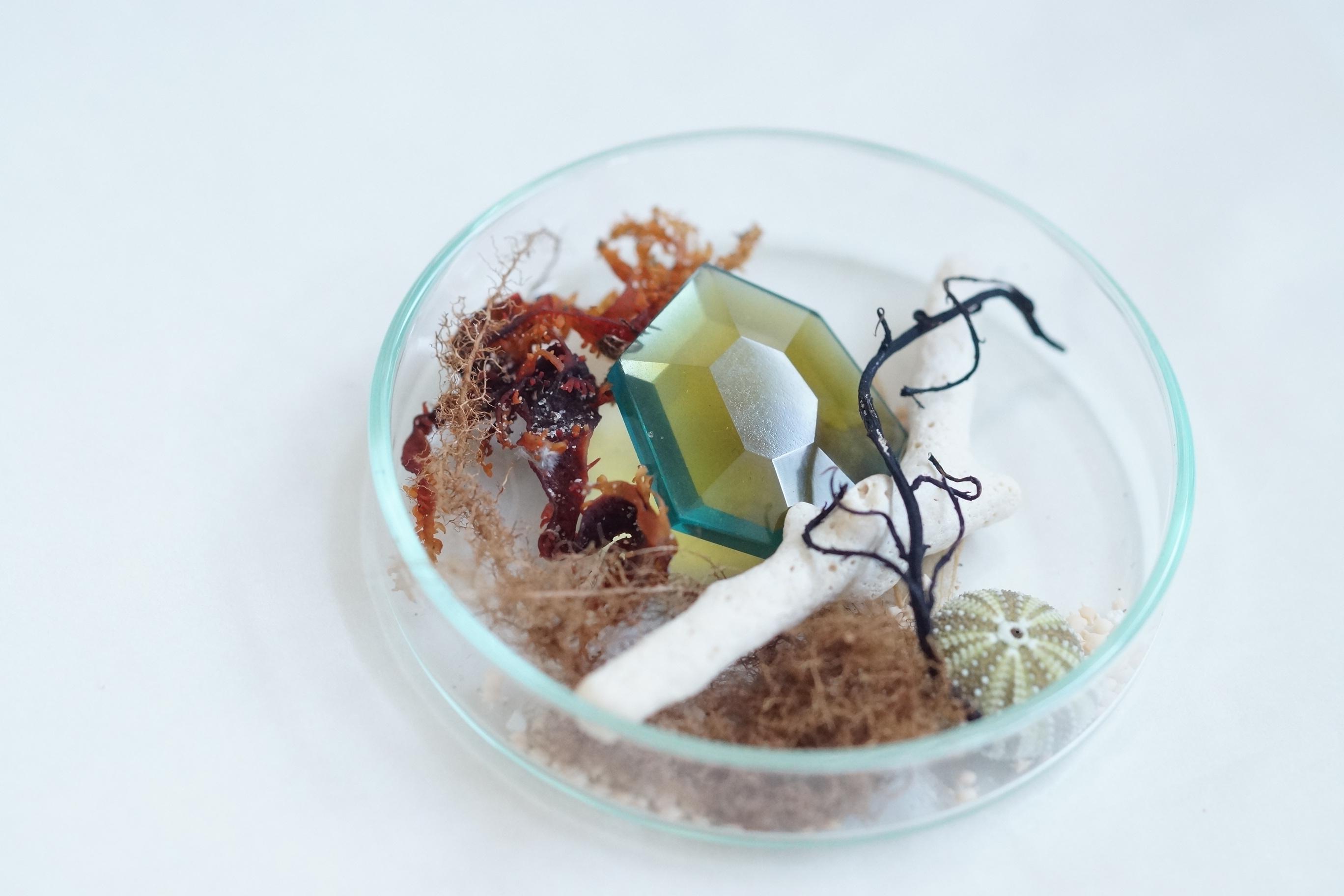 △▶▽ウミノガラスノ標本オブジェ