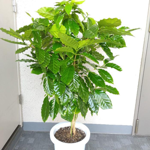 現品】希少 ②コーヒーの木 大株8号鉢 サイズ＊品種希少 高さ105
