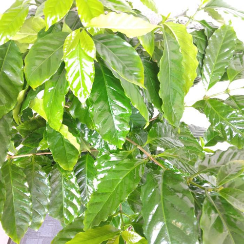 【大型】コーヒーの木・8号鉢9/6画像追加約110cm コーヒーの木 8号 陶器鉢 通販 販売｜観葉植物のブルーミング