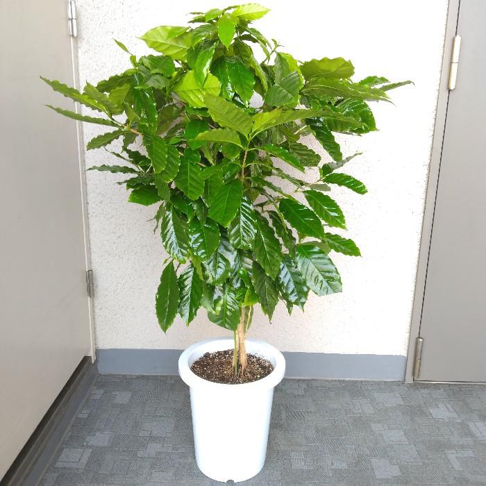 【大苗】コーヒーの木2本・ツヤのある元気葉・90cm以上 大苗】コーヒーの木2本・ツヤのある元気葉・90cm以上 コーヒーの木
