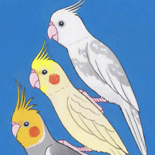 原画「リアルな小鳥ブレーメン オカメインコ F」アート絵画 絵画