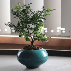 八房蝦夷松 樹齢50年 ☆盆栽☆観葉植物☆松☆植物 盆栽 Nagao