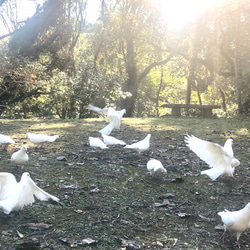 春色Tシャツ　黄金色の花　レモンイエロー　黄色　緑　白鳩　綺麗めグリーン　ミモザ　羽　鳥　アウトドア　キャンプ 11枚目の画像