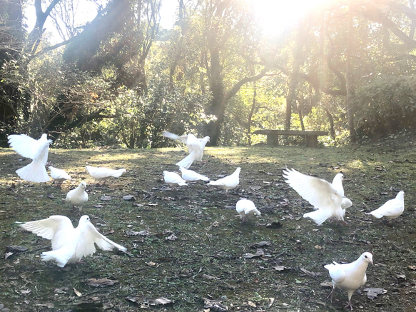 春色Tシャツ　黄金色の花　レモンイエロー　黄色　緑　白鳩　綺麗めグリーン　ミモザ　羽　鳥　アウトドア　キャンプ 11枚目の画像