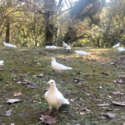 春色Tシャツ　黄金色の花　レモンイエロー　黄色　緑　白鳩　綺麗めグリーン　ミモザ　羽　鳥　アウトドア　キャンプ 8枚目の画像