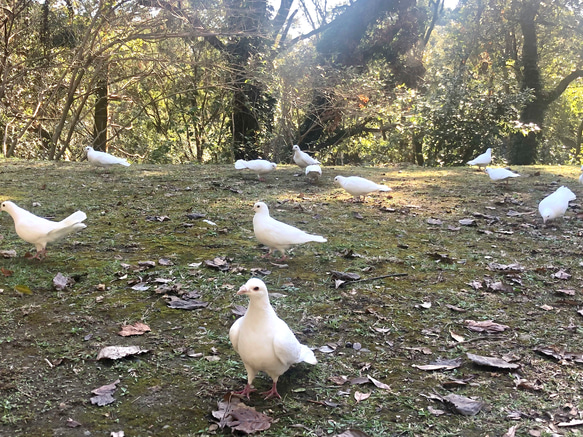 春色Tシャツ　黄金色の花　レモンイエロー　黄色　緑　白鳩　綺麗めグリーン　ミモザ　羽　鳥　アウトドア　キャンプ 8枚目の画像