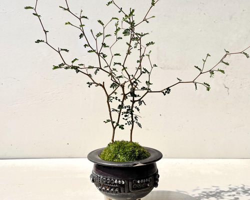 0021ec76868a2937ef2bcf1e2bb1da