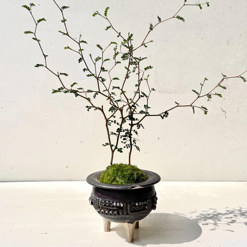 大特価‼️ 最終値下げ‼️ 盆栽 飾り台‼️ 翠緑盆栽展 ｜ 日本盆栽協同組合