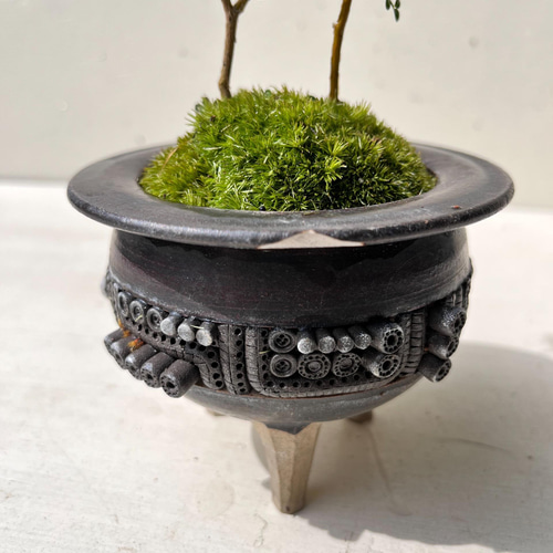 ソフォラ 盆栽 2022 作家鉢 かけあり その他インテリア雑貨 moss green
