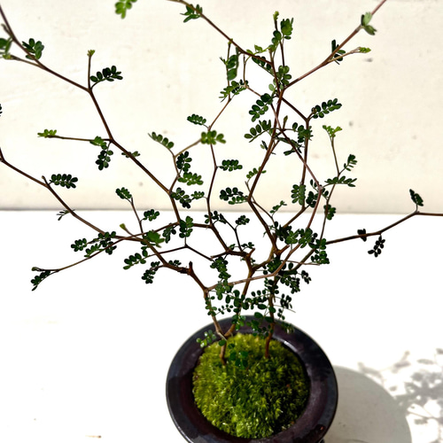 ソフォラ 盆栽 2022 作家鉢 かけあり その他インテリア雑貨 moss green