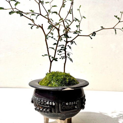ソフォラ 盆栽 2022 作家鉢 かけあり その他インテリア雑貨 moss green