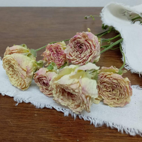 ドライフラワー ラナンキュラス ポワント7本set その他素材 Rose