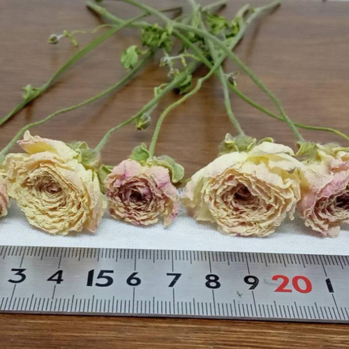 ラナンキュラス❇️ドライフラワー ドライフラワー ラナンキュラス ポワント7本set その他素材 Rose