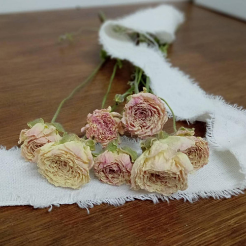 ドライフラワー ラナンキュラス ポワント7本set その他素材 Rose