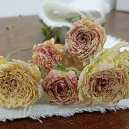 ドライフラワー ラナンキュラス ポワント7本set その他素材 Rose