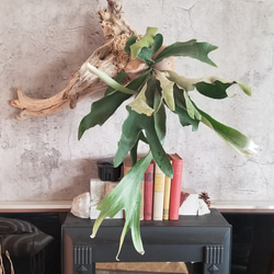 F1502コウモリラン　ビフルカツム　流木仕立て　植物 　置物　オブジェ　 4枚目の画像
