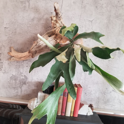 F1502コウモリラン　ビフルカツム　流木仕立て　植物 　置物　オブジェ　 10枚目の画像