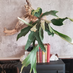 F1502コウモリラン　ビフルカツム　流木仕立て　植物 　置物　オブジェ　 15枚目の画像