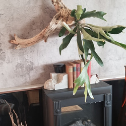 F1502コウモリラン　ビフルカツム　流木仕立て　植物 　置物　オブジェ　 8枚目の画像