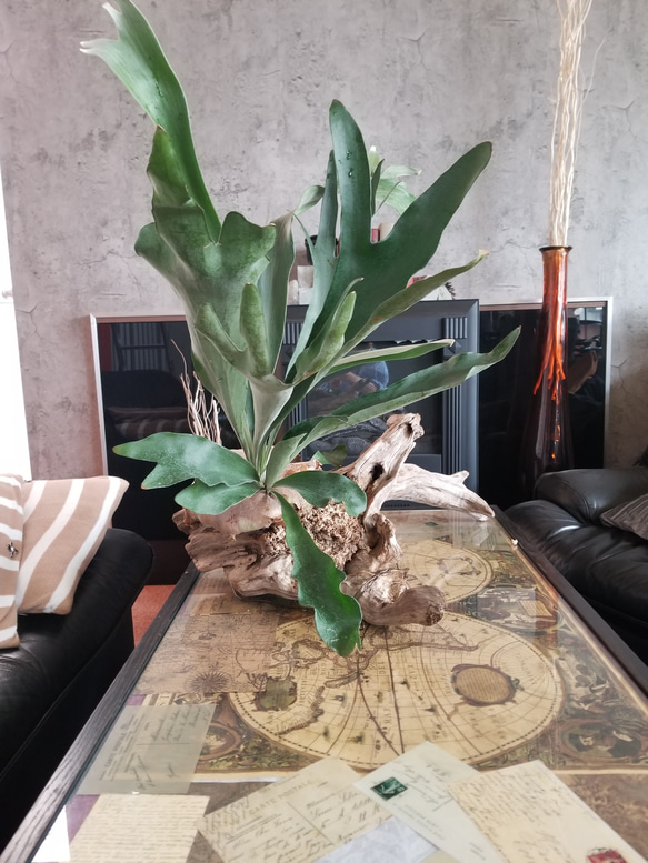 F1502コウモリラン　ビフルカツム　流木仕立て　植物 　置物　オブジェ　 1枚目の画像