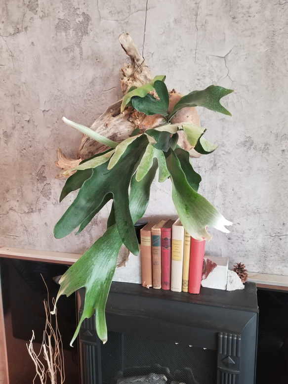 F1502コウモリラン　ビフルカツム　流木仕立て　植物 　置物　オブジェ　 6枚目の画像