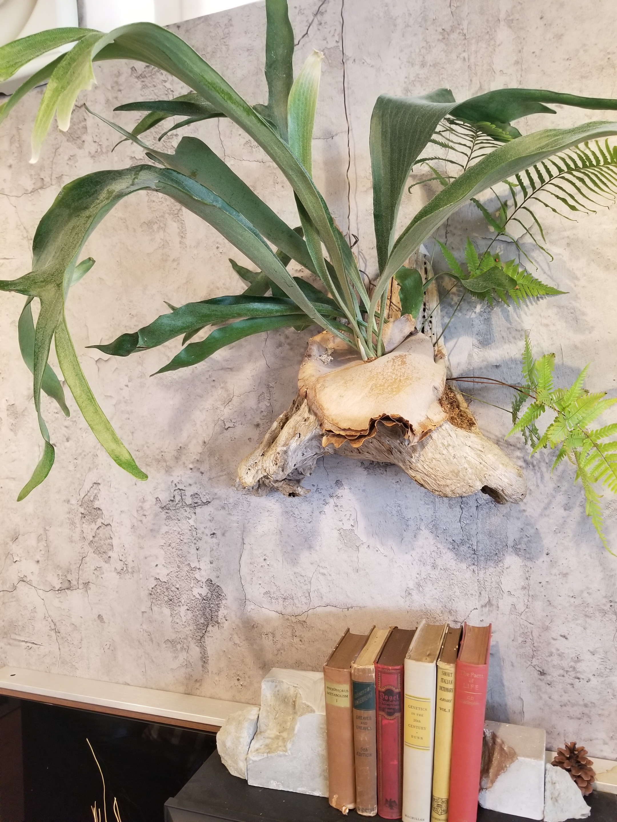 書道具 置物 オブジェ 時代物 年代物 木彫 コウモリ型