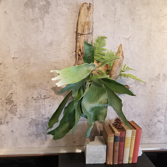 F1503　コウモリラン　ビフルカツム　流木仕立て　植物 　置物　オブジェ　 9枚目の画像