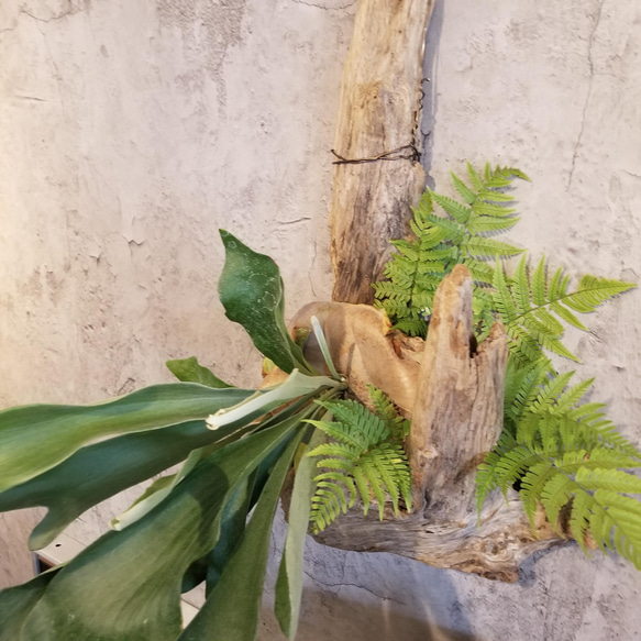 F1503　コウモリラン　ビフルカツム　流木仕立て　植物 　置物　オブジェ　 12枚目の画像