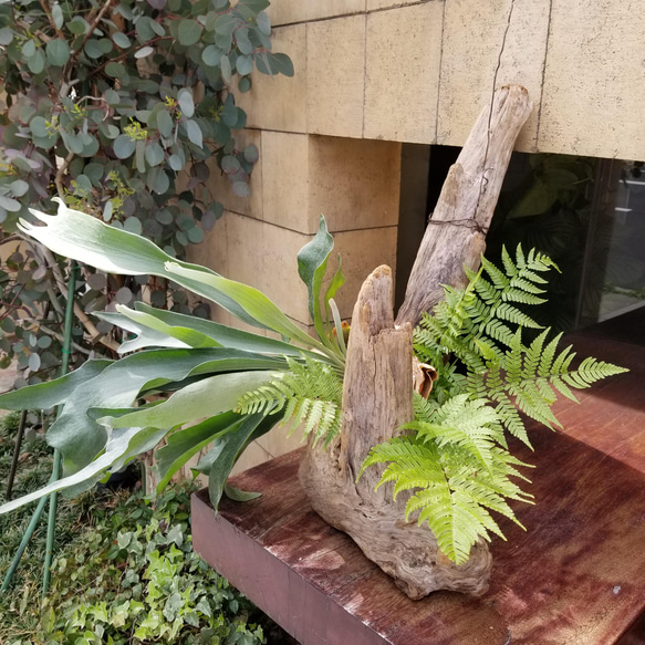 F1503　コウモリラン　ビフルカツム　流木仕立て　植物 　置物　オブジェ　 4枚目の画像