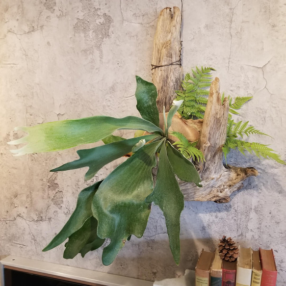 F1503　コウモリラン　ビフルカツム　流木仕立て　植物 　置物　オブジェ　 11枚目の画像